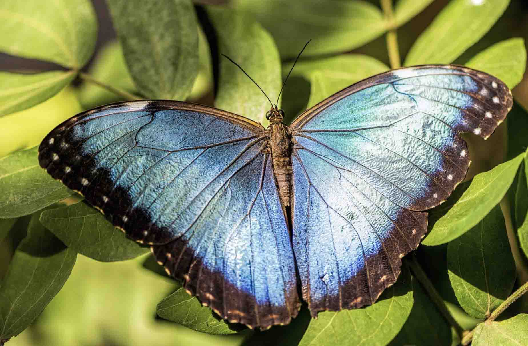 Metamorphose Metamorphose